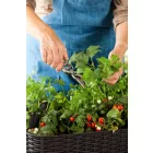 Virágláda 180262099