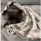 Kisállat takaró 706228831