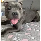 Kisállat takaró 735522457