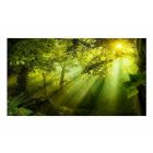 XXL Fotótapéta -  Titkos erdőben 2