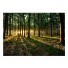 Fotótapéta - Sárga varázs