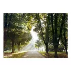 Fotótapéta - Átszűrődő napfény 2