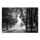 Fotótapéta - Átszűrődő napfény 3