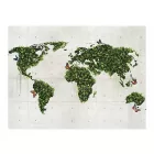 Fotótapéta - A pillangó kert