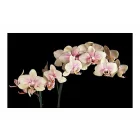 Fotótapéta - Virágzó orchidea