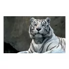Fotótapéta-poszter - Bengáli tigris állatkertben 2