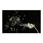 Fotótapéta -  Magokat fúj a szél