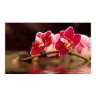 Fotótapéta - Gyönyörű orchidea virágok a vízben