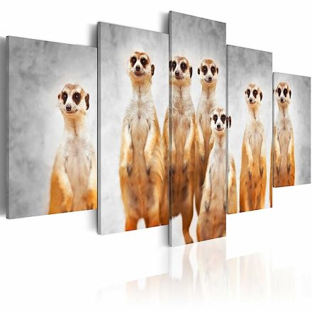 Kép - Meerkats