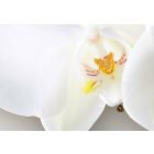 Kép - Fehér elegancia