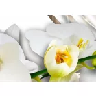 Kép -  Csillogó orchideák