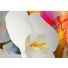 Kép - Lángoló Orchidea