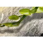 Kép - Lángoló Orchidea