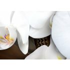 Kép - Barna varázs