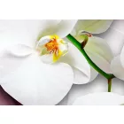 Kép - Színes csoda