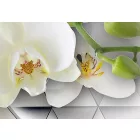 Kép - Fehér álmok 2