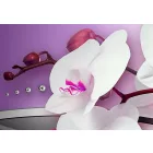 Kép - Zenélő Orchideák