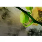 Kép - Bimbózó Orchidea