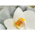 Kép - Bimbózó Orchidea