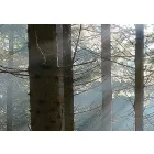 Kép - Erdei kalandok 2