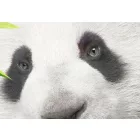 Kép - Panda