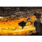 Kép - Arany kontinensek 6