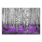 Fotótapéta - Nyírfa erdő 6