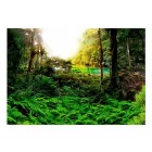 Fotótapéta - Trópusi erdő