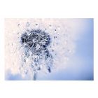 Fotótapéta - Harmatcseppekkel