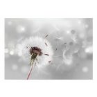 Fotótapéta - Szél viszi