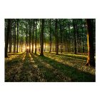 Fotótapéta - Ébredő erdő