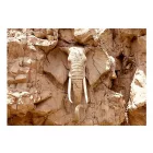 Fotótapéta - Kitörő elefánt