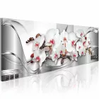 Kép - Rendezett Orchideák 1