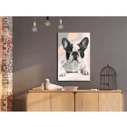 Kifestő - Francia Bulldog