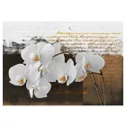 Fotótapéta - Az orchidea története 2