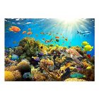 Fotótapéta - A víz alatti napsütésben