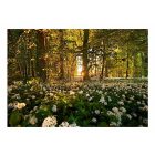 Fotótapéta - Erdei virágok