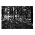 Fotótapéta - Az erdő feketén, fehéren