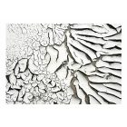 Fotótapéta - Végzetes szárasság