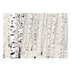 Fotótapéta - Nyírfa erdő 7