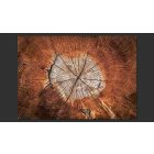 Fotótapéta - Egy fa története