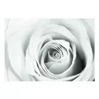 Fotótapéta - Rózsa álom 2