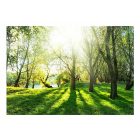 Fotótapéta - Napos erdő