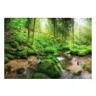Fotótapéta - Nyirkos erdő