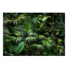 Fotótapéta - Napos dzsungel tapéta