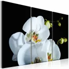 Kép - A tél színe