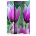 Paraván - Lila tavaszi tulipánok