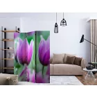Paraván - Lila tavaszi tulipánok