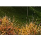 Kép - Aranyló naplemente