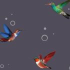 Fotótapéta - Kolibrik repülése